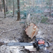 中村建築事務所の住まいの建築風景木を切り出す